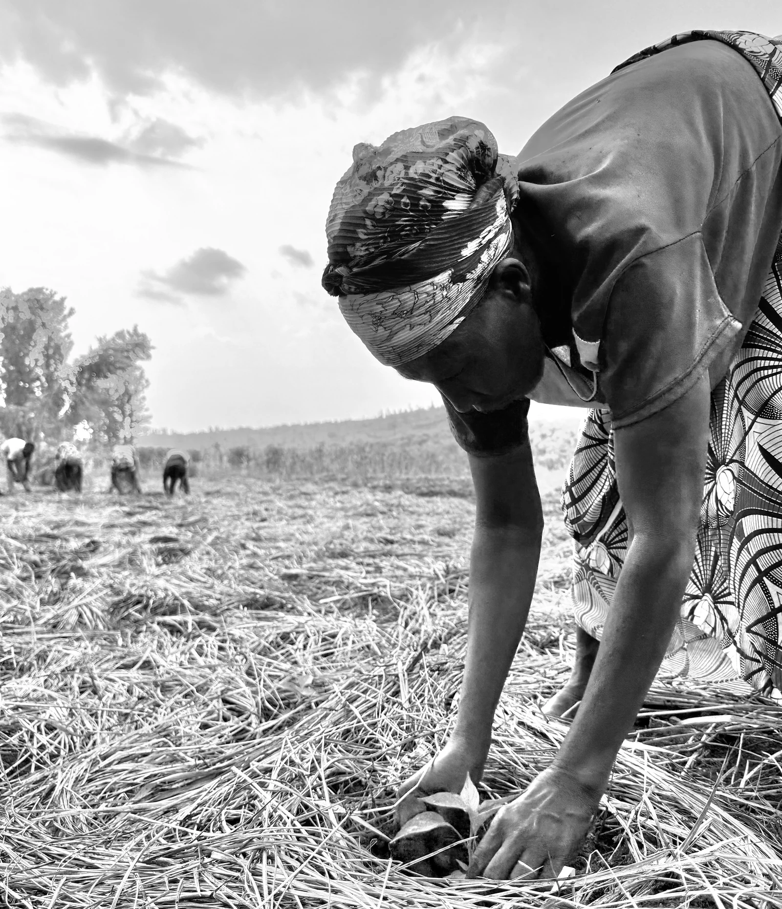 A woman planting in a Rwandan field with the wider agricultural team behind her