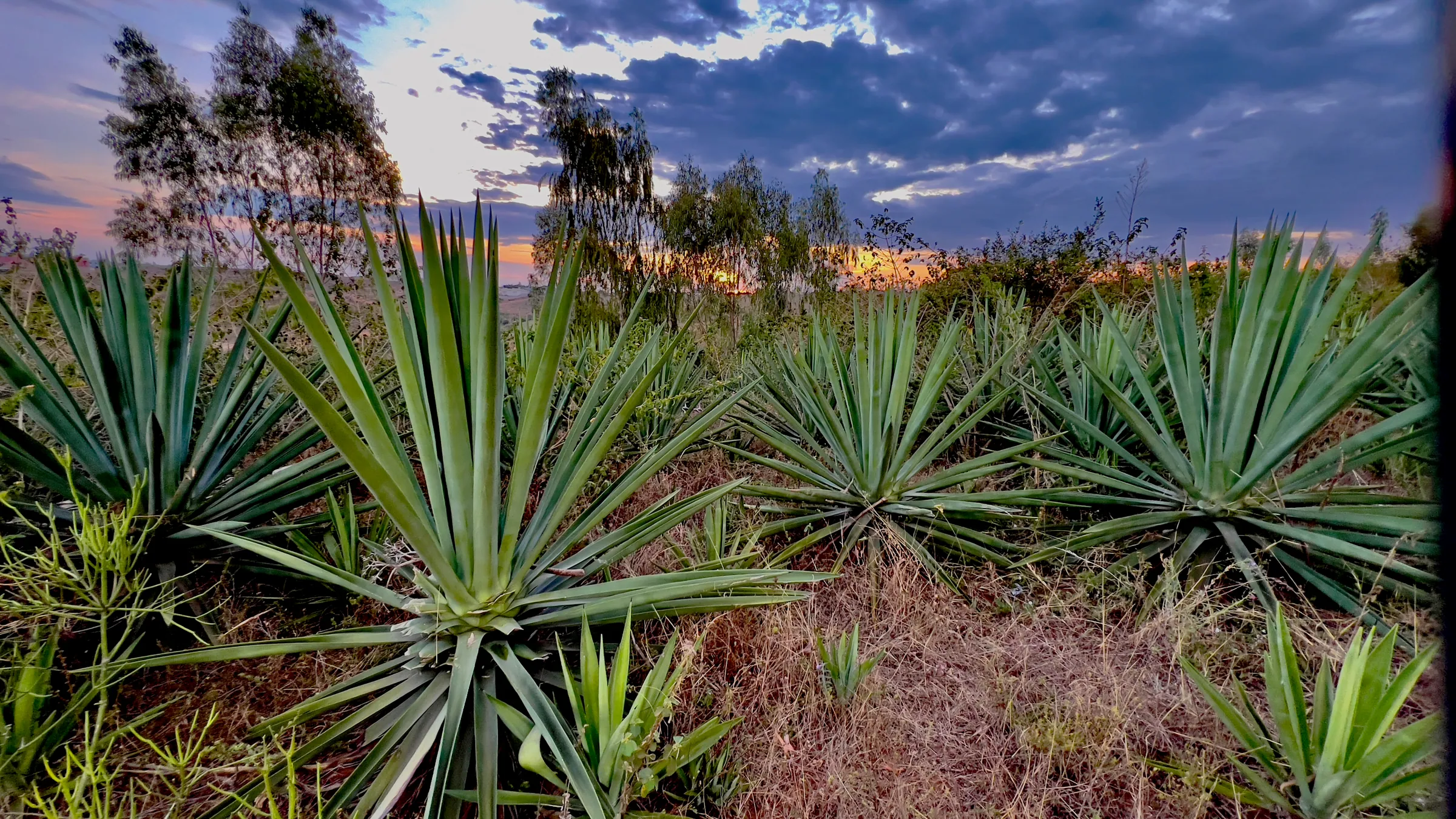 Agave and native vegetation growing in the protected wilderness beside the GUSA farm in Rwanda